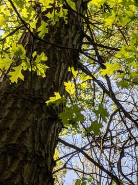 Image of hybrid oak