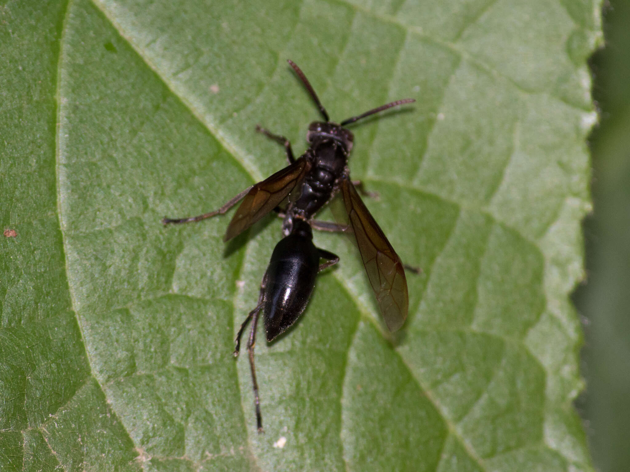 Agelaia angulata (Fabricius 1804)的圖片