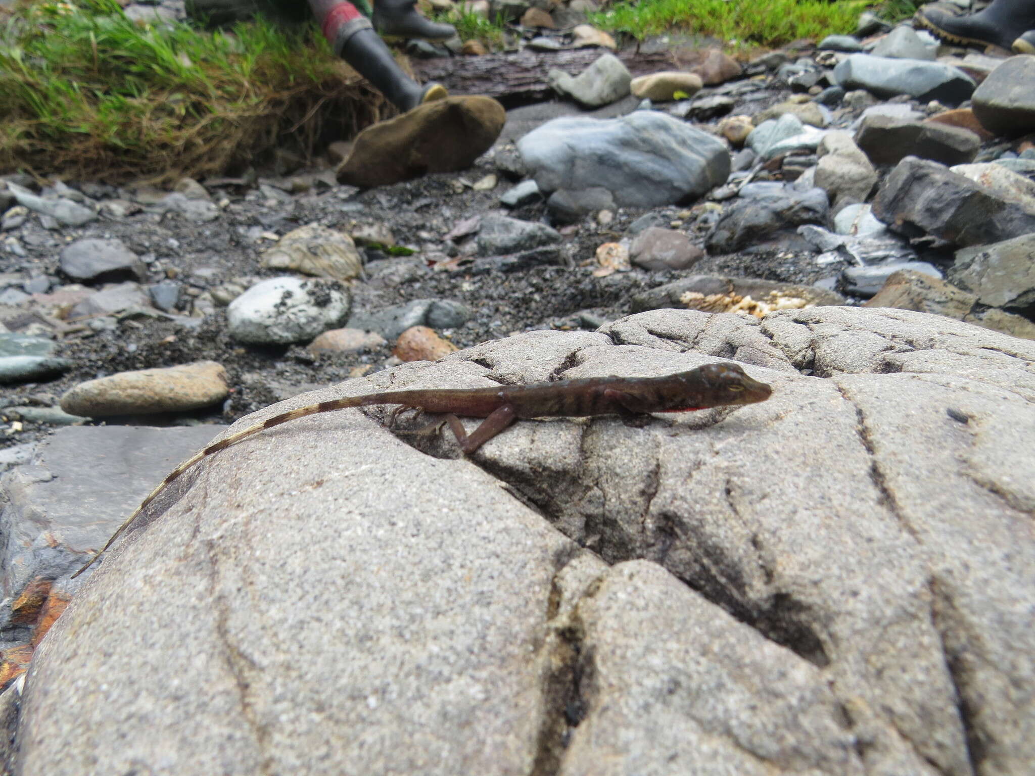 Image of Blotchbelly Anole