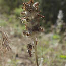 Image of Phlomoides speciosa (Rupr.) Adylov, Kamelin & Makhm.