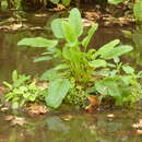 Scrophularia macrophylla Boiss. resmi