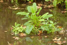 Scrophularia macrophylla Boiss. resmi