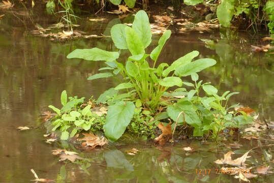 Imagem de Scrophularia macrophylla Boiss.