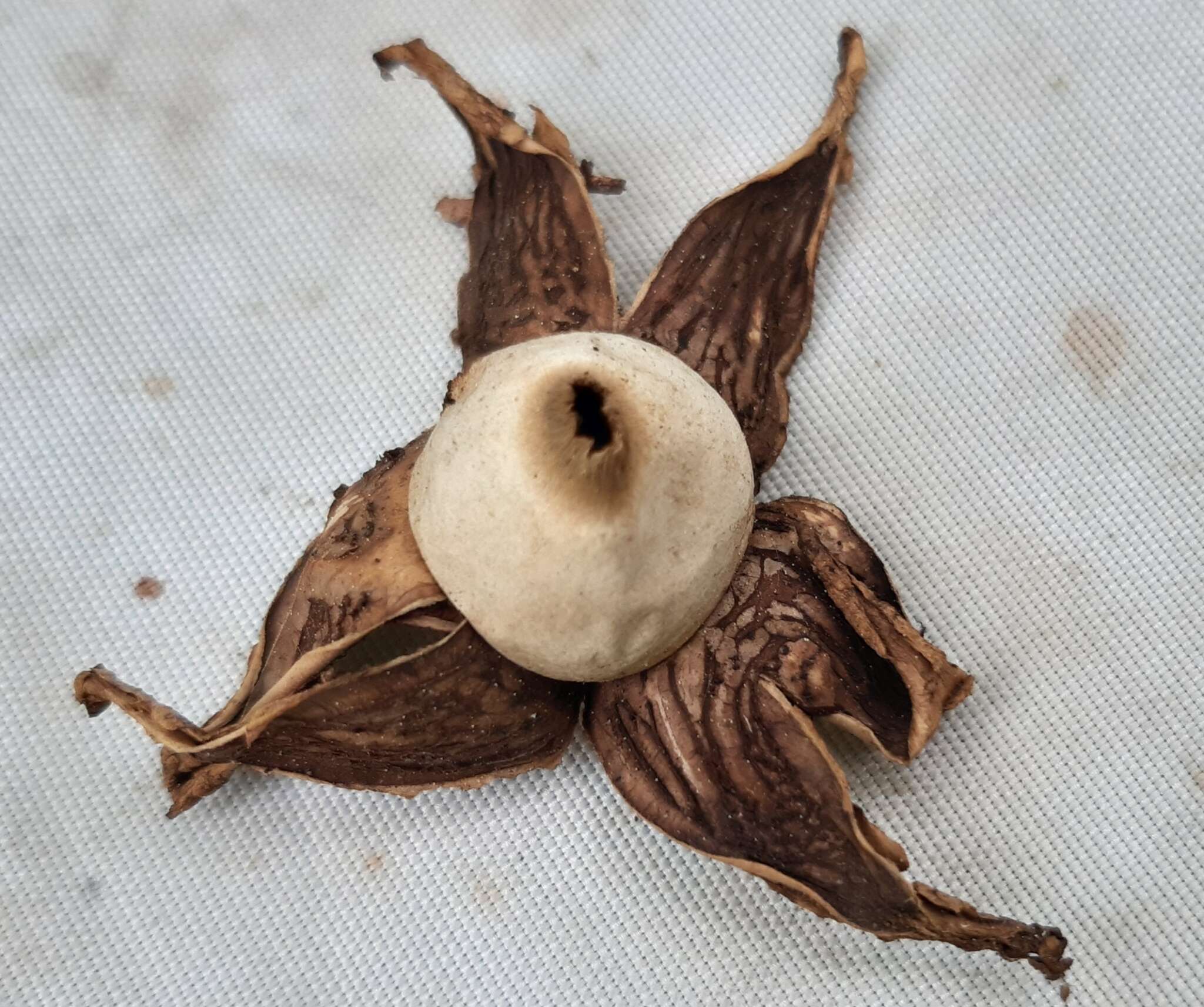 Image of Red-brown Earthstar