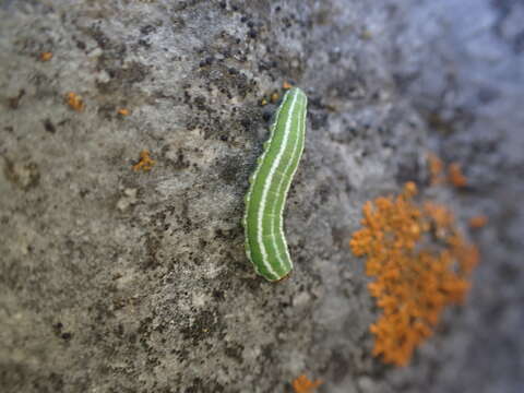 Plancia ëd Gilpinia hercyniae (Hartig)