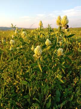 Imagem de Trifolium pannonicum Jacq.