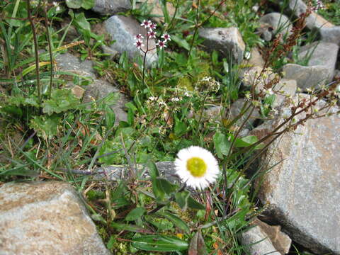 Imagem de Erigeron eriocalyx (Ledeb.) Vierhapper