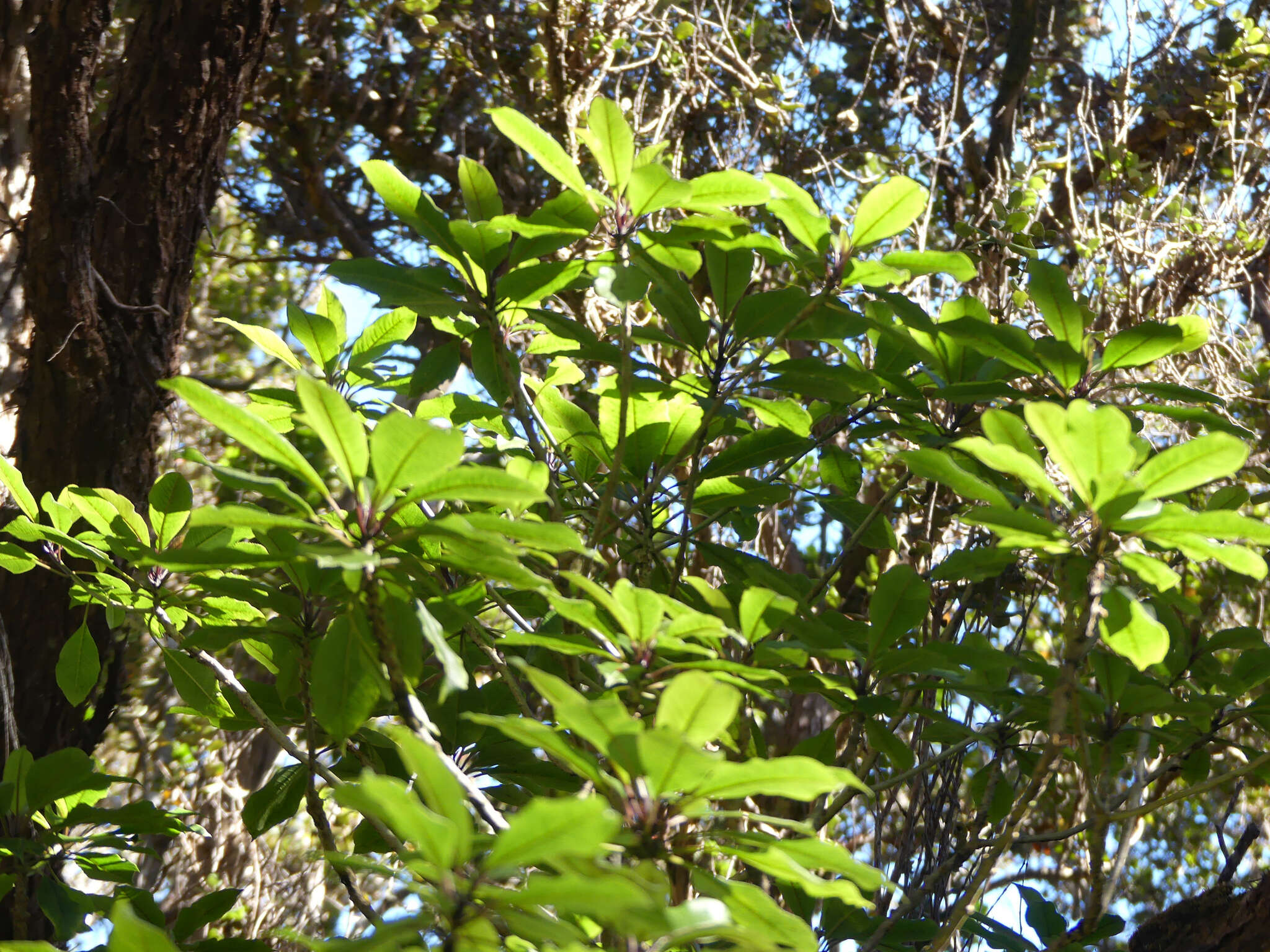 Image of Small-Flower Clermontia