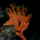 Image of Orange finger sponge