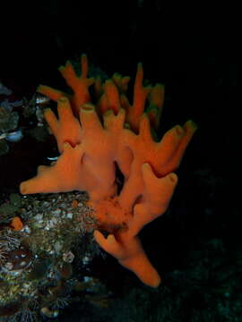 Image of Orange finger sponge