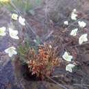 Heliophila collina O. E. Schulz resmi