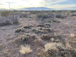 Image of Devil's Prickly-pear Cactus