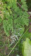 Image of Pteris ensiformis var. victoriae Bak.