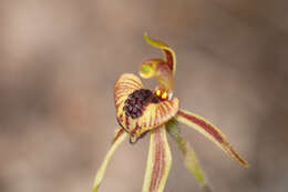 Image of Thick-lipped spider-orchid