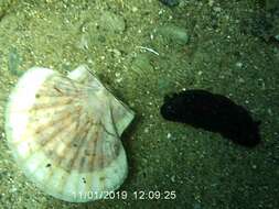 Image of Dendrodoris arborescens (Collingwood 1881)