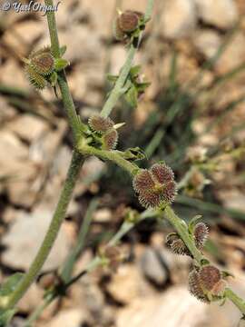 Слика од Cynoglossum montanum L.