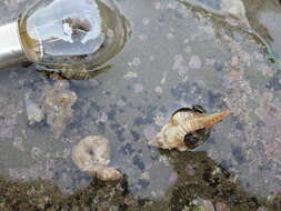 Image of blueband hermit crab