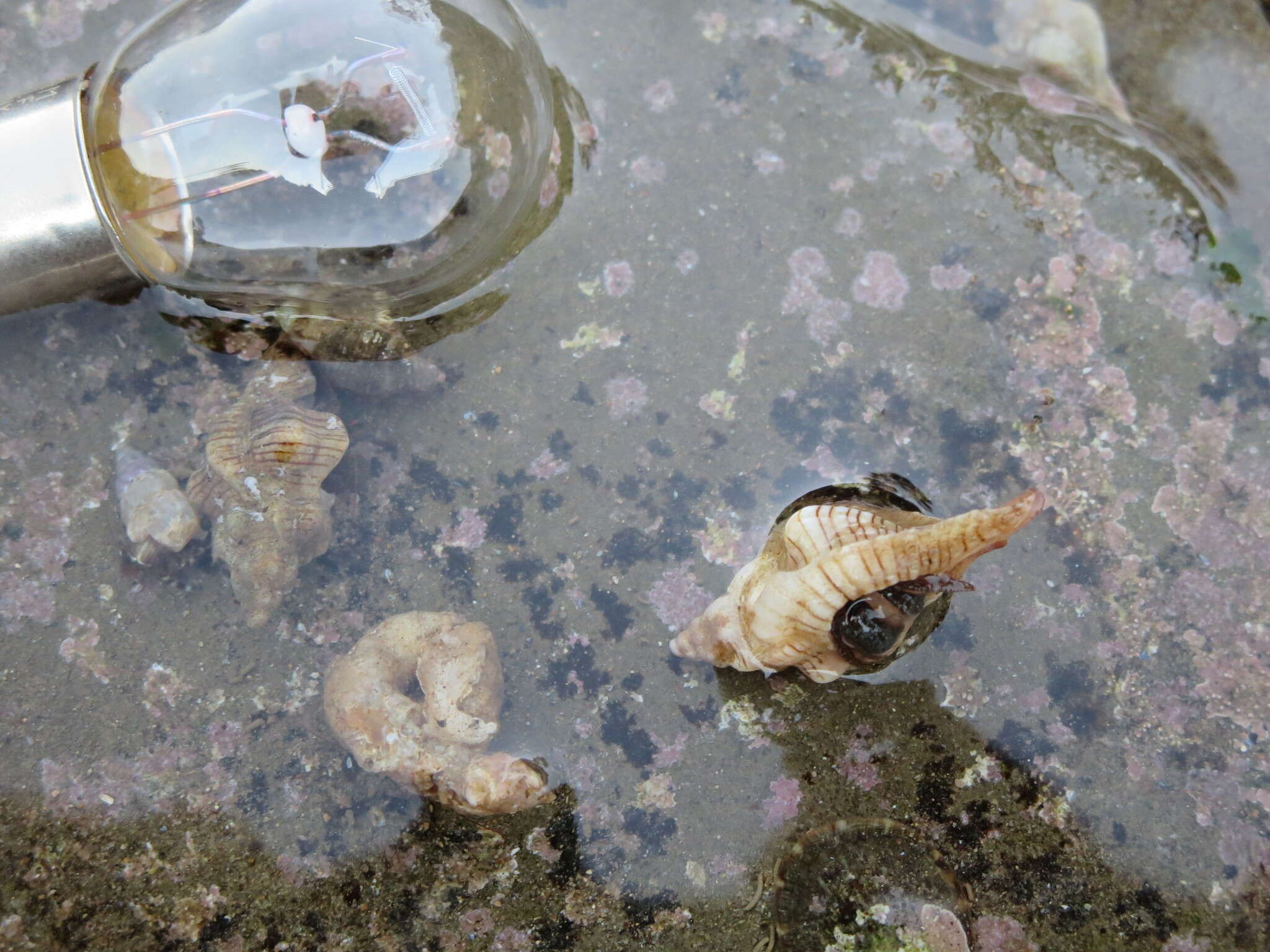 Image of blueband hermit crab