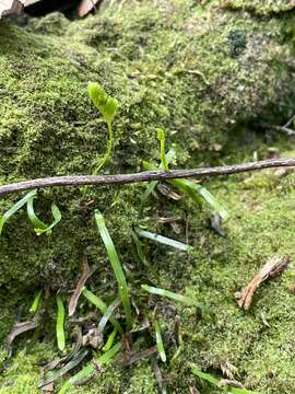 Image of Grass Fern
