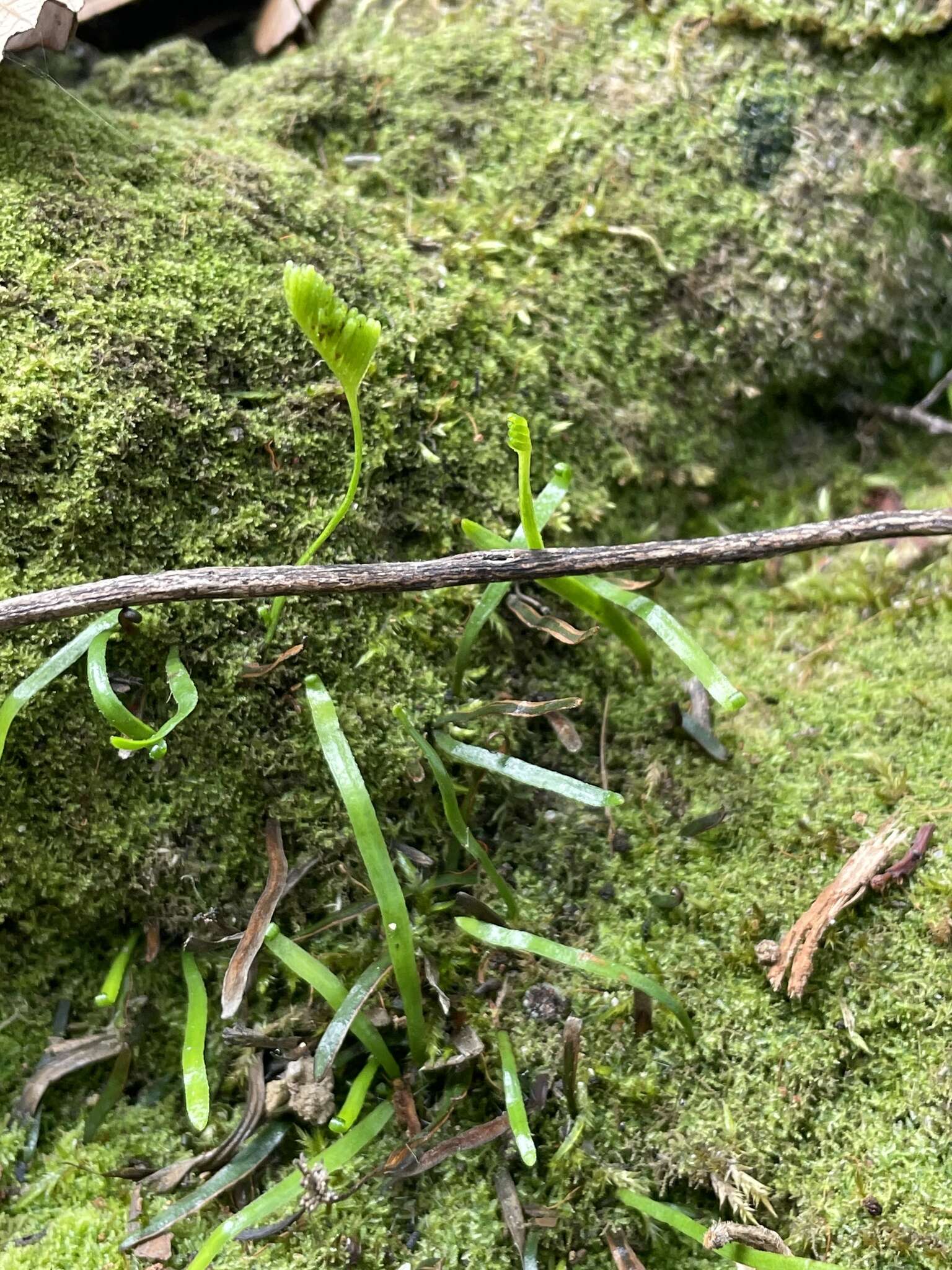 Imagem de Schizaea rupestris R. Br.