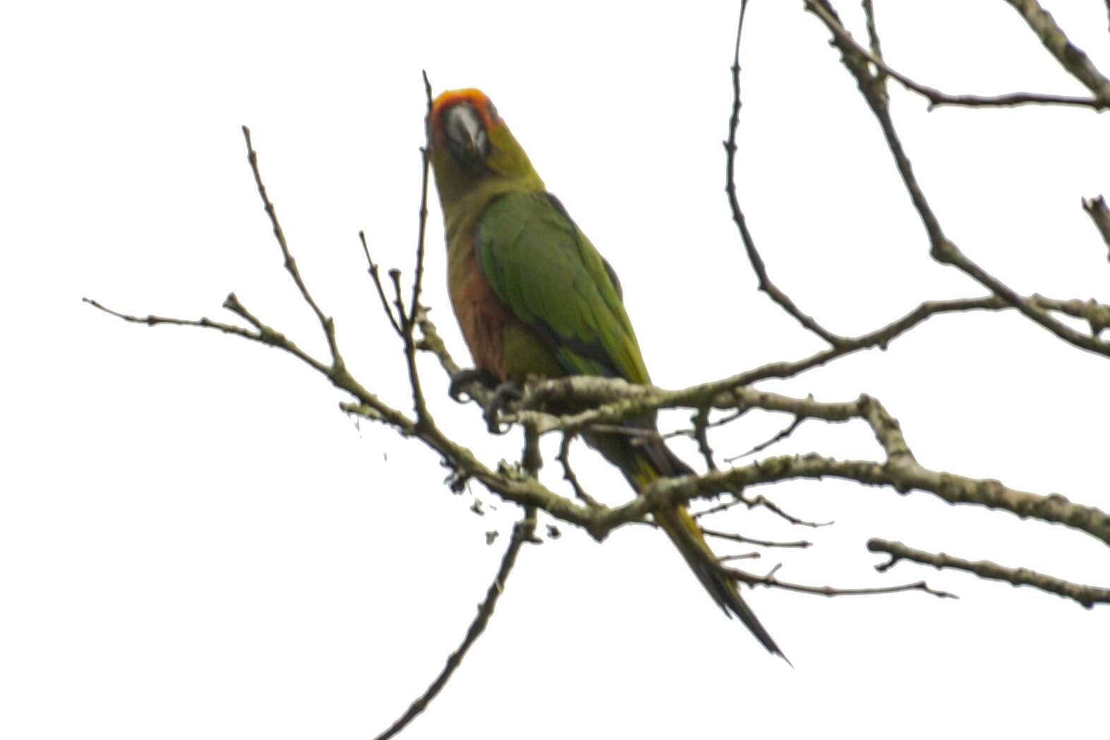 Image of Golden-capped Conure