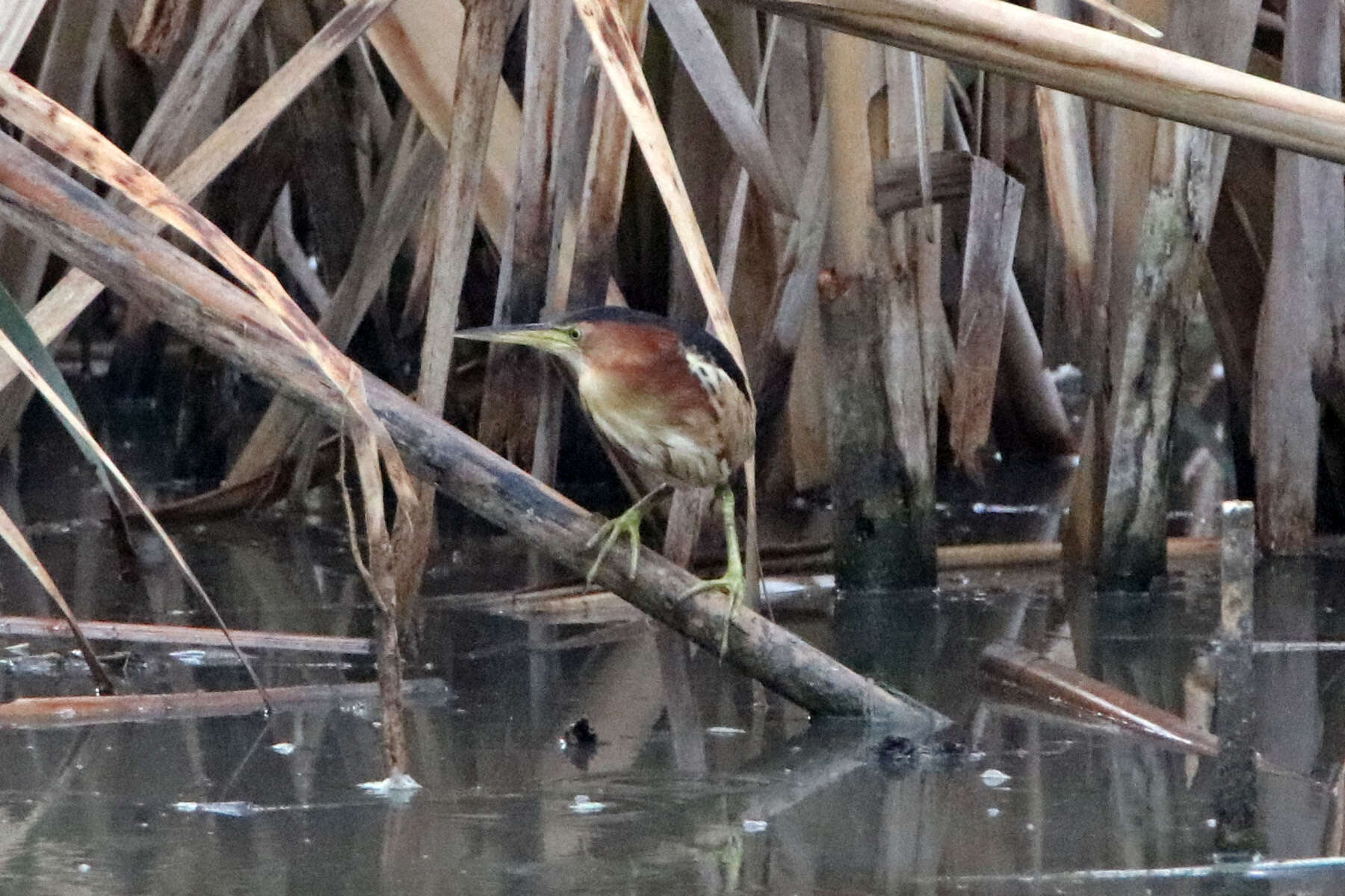 Image of Australian Little Bittern