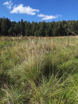 Image of Arizona fescue