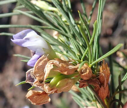 Image of Psoralea sordida