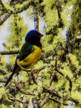 Image of Black-chested Mountain Tanager