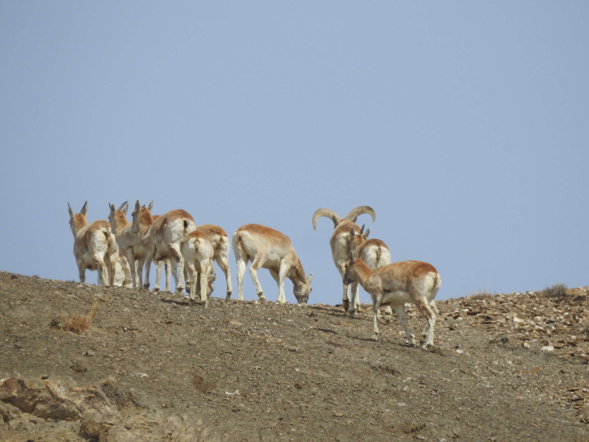 Image of Ladakh Urial