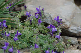 Image of Linaria alpina subsp. alpina