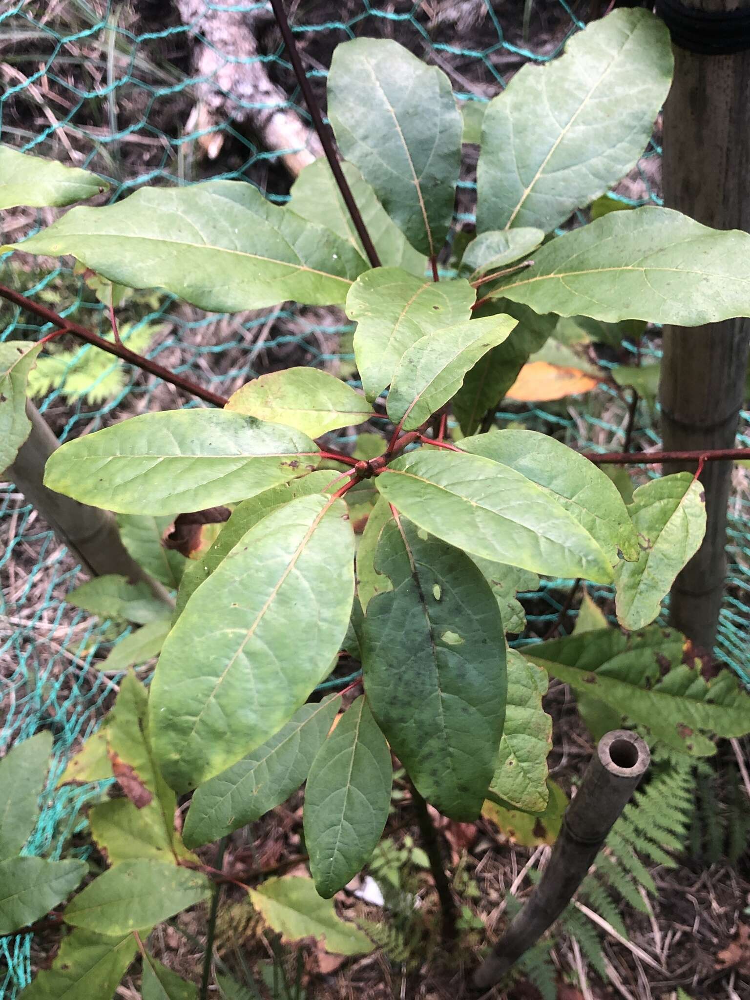 Sassafras randaiense (Hayata) Rehder resmi