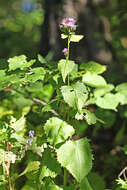 Image of Saussurea grandifolia Maxim.