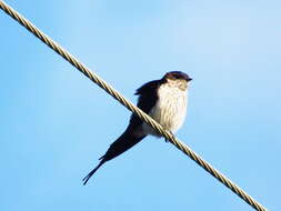 Image of Striated Swallow