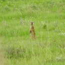 Suricata suricatta suricatta (Schreber 1776) resmi