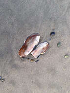 Image of Pacific razor clam