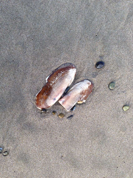 Image of Pacific razor clam