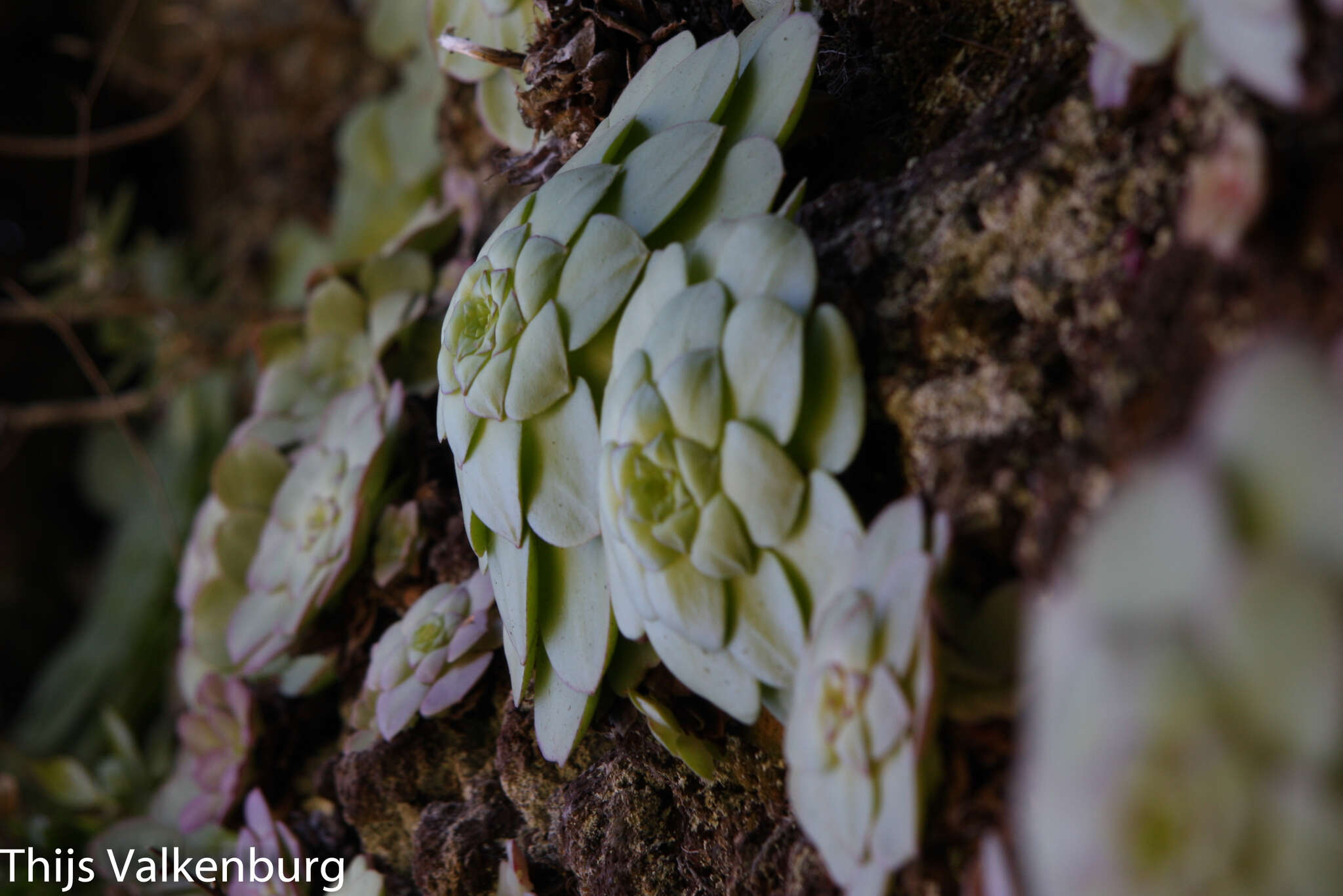 Image of Aeonium glandulosum (Ait.) Webb & Berth.