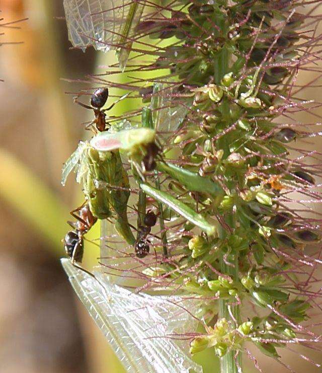 صورة Anoplolepis custodiens (Smith 1858)