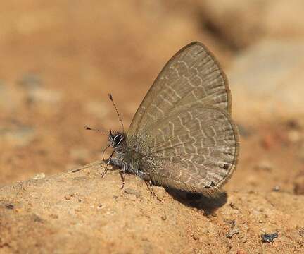 Image of Dingy Line blue