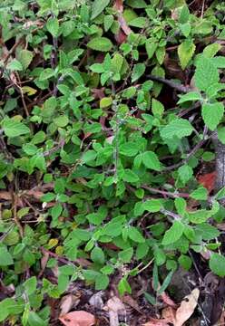 Image of <i>Coleus habrophyllus</i>