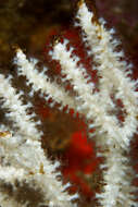 Image of Broad Sea Fan