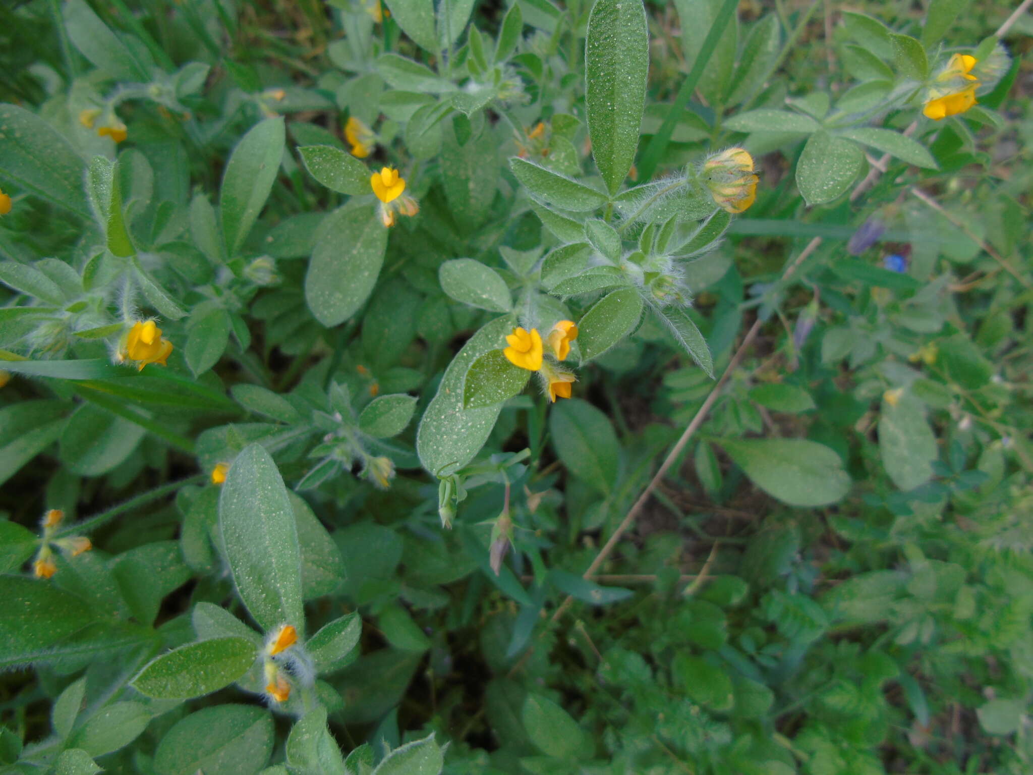 Image of <i>Anthyllis circinnata</i>