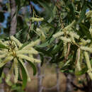 Image of Acacia oncinocarpa Benth.
