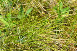 Image of Coastal sedge