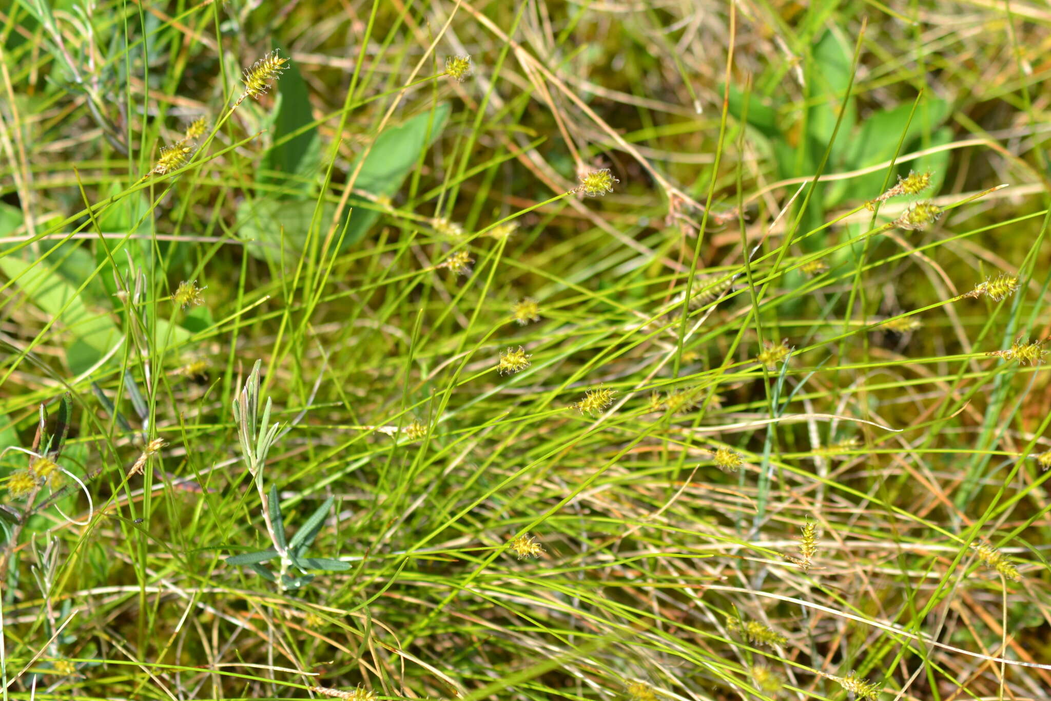 Image of Coastal sedge