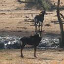 Image de Hippotragus niger niger (Harris 1838)