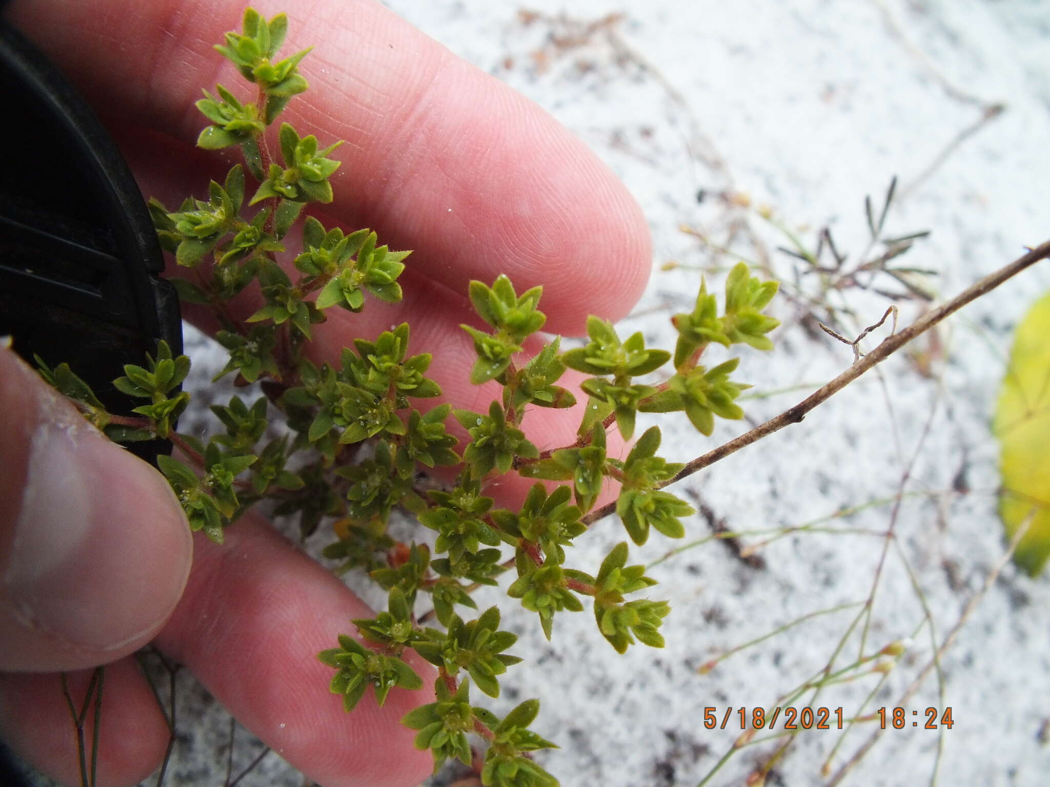 Image de Paronychia herniarioides (Michx.) Nutt.