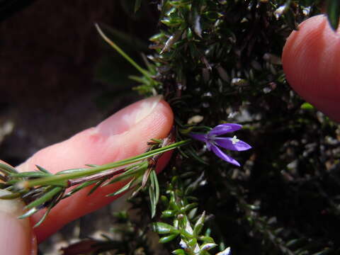 Sivun Theilera guthriei (L. Bolus) E. Phillips kuva