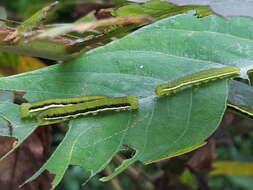 Image of Catopsilia pyranthe (Linnaeus 1758)